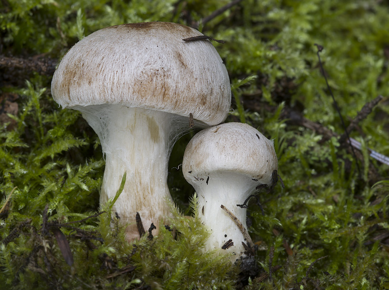 Inocybe leucoblema